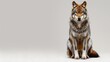 © Pathompong Thongsan - Studio shot of a wolf sitting and looking forward on a white background.