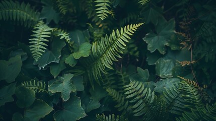 Poster - Beautiful fern in forest of Norway Fern leaves Close up Fern leaf texture in nature  Background nature concept : Generative AI