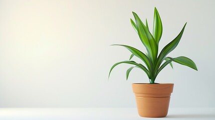 Poster - Green plant in pot on white background : Generative AI