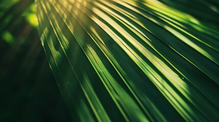 Wall Mural - Abstract texture background  Palm leaf Beautiful light shadow on a large palm leaf Tropical leaf texture Striped  palm foliage in rain forest Palm leaves Sun shining on a radiating gre : Generative AI
