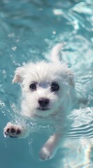 Poster - a puppy swimming in a pool