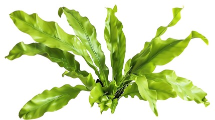 Aufkleber - Birds Nest Fern or Asplenium nidus is one of the several popular and beautiful ferns grown as house plantsNature plant isolated on white background with clipping path : Generative AI
