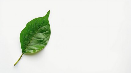 Aufkleber - Fresh green single leaf just plucked from the branch isolated on white background with high resolution : Generative AI