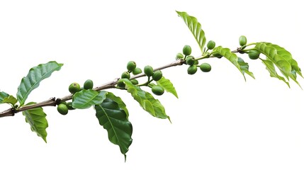 coffee tree branch with green leaves and unripe coffee fruits or coffee cherries isolated on white b