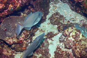 美しいウスバハギ（カワハギ科）他。

東京都伊豆諸島式根島 - 2021年3月

Beautiful Unicorn leatherjacke filefish (Aluterus monoceros) and others.
