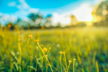 Wall Mural - Abstract pattern soft blue green sunset field landscape of golden yellow flowers grass meadow warm golden hour. Tranquil spring summer nature closeup and blurred forest background. Idyllic relax scene
