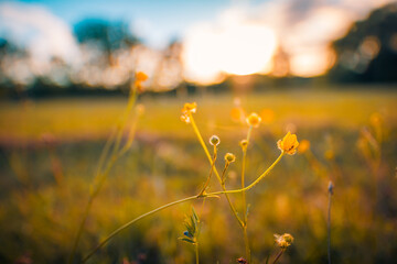 Wall Mural - abstract pattern soft blue green sunset field landscape of golden yellow flowers grass meadow warm g