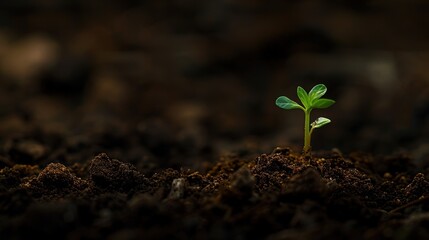 Wall Mural - A Tiny Sprout Emerges from the Soil