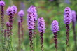 © Katarzyna - Purple liatris spicata flowers with green leaves, background. Blazing star.