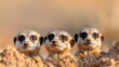 © Pinklife - A delightful image of three meerkats, standing closely together and staring attentively from their burrow with a plain soft-focus background, highlighting their features.