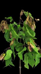 Wall Mural - Time lapse of drying Acer leaves with ALPHA channel