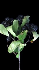 Wall Mural - Time lapse of drying Aronia tree leaves with ALPHA channel, vertical orientation