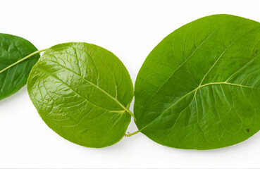 Betel leaves, isolated on white background