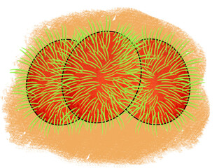 Wall Mural - The rambutan apple drawing png image