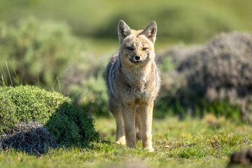 Wall Mural - South American gray fox stands facing lens