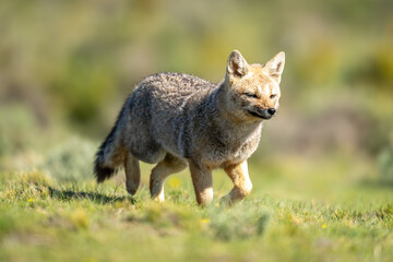 Wall Mural - South American gray fox trotting across field