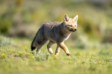 Wall Mural - South American gray fox trots across plain