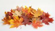 © BG_Illustrations - Autumn Splendor in Maple Leaves on White