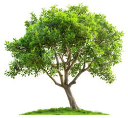 tree isolated on a transparent background