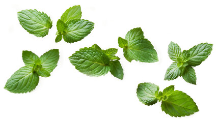 A visually appealing image featuring fresh mint leaves floating in mid-air against a transparent background. 