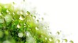 © Wp Background - Serene Rain-Soaked Moss with Glistening Droplets on White Background