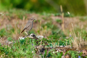 Wall Mural - Black redstart female bird (Phoenicurus ochruros)