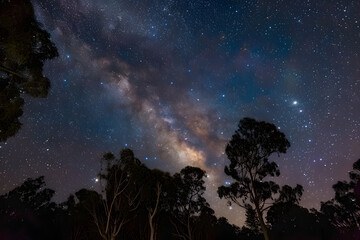 Wall Mural - a view of a starry night sky above treetops with the southern cross and milky way clearly visible