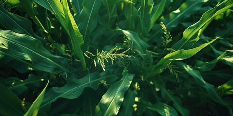 Poster - Field of Corn Close Up