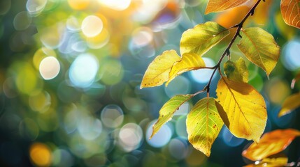 Wall Mural - sunlight bokeh on leaves with shallow depth of field