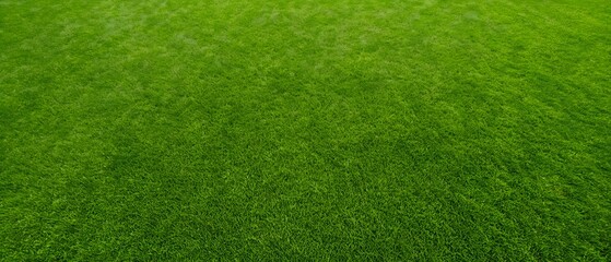 Natural green grass texture background for environmental and garden themes