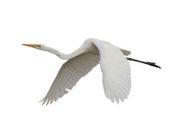 Wall Mural - Beautiful Eastern great egret flying isolated on transparent background png file