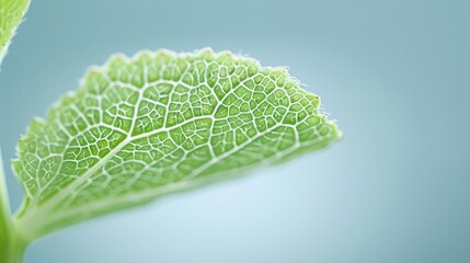 Wall Mural - A leaf with a lot of veins is shown in a blue background