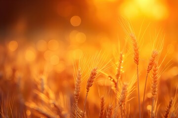 Poster - a field of wheat at sunset