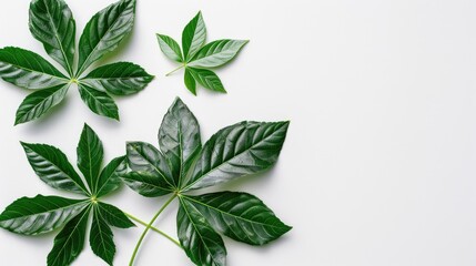 Wall Mural - Tropical aralia leaves isolated on white background