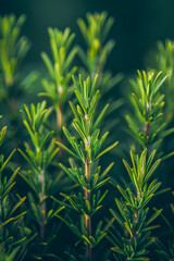 Wall Mural - Vibrant Rosemary Sprigs in Natural Garden Setting  Close Up of Fresh Herb Plants