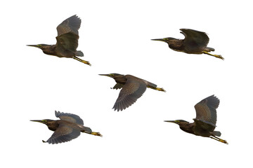 Wall Mural - Set of Little Heron flying isolated on transparent background png file