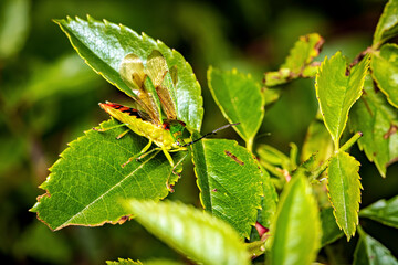 A Green Stick Bug on a leave