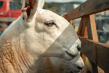 side profile, head of North Country Cheviot sheep behind fence country-show, North Wales, UK