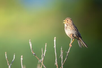 close-up of a corn bunting perched on a branch with a blurred green background. germany