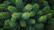 © Stella 16 - fresh green pine needles and young evergreen sprigs of a holiday tree.Generative AI