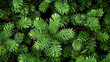© Stella 16 - fresh green pine needles and young evergreen sprigs of a holiday tree.Generative AI