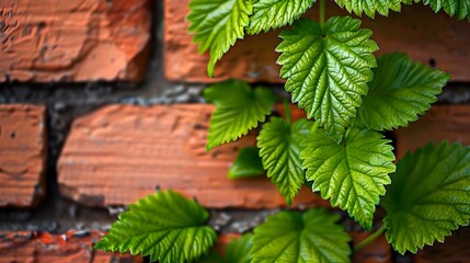 Poster - Shiso Leaves Framing an Urban Brick Wall in a Natural,Elegant Design