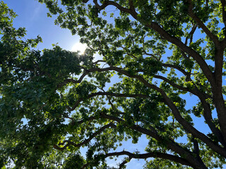 trees and sky