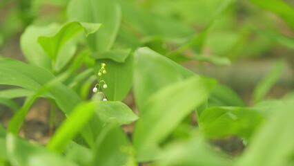 Wall Mural - Leaves and flowers of lilies of the valley in spring. White lily of the valley flowers fluttering in the wind. Selective focus.