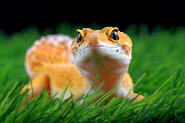 Wall Mural - leopard gecko on the grass