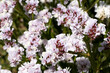 © A Sara - a bunch of white and pink flowers that are in a garden