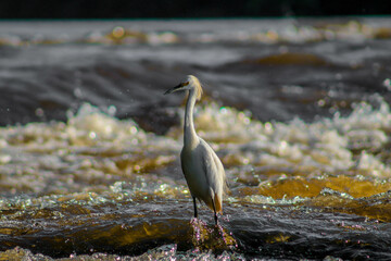 white bird over waterfall, choppy water