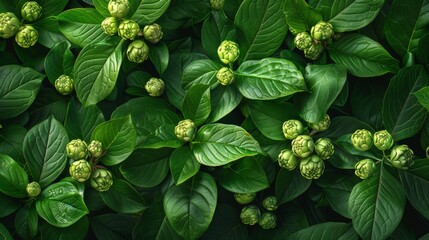 Canvas Print - Lush Greenery with Delicate Buds