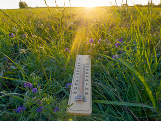 Wall Mural - Meadow with outdoor thermometer on various grass at summer sunset