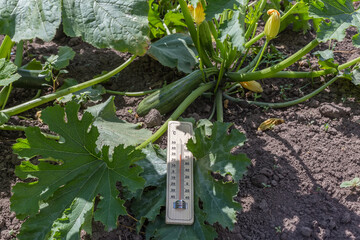 Canvas Print - Bush of blooming zucchini with outdoor thermometer on a field